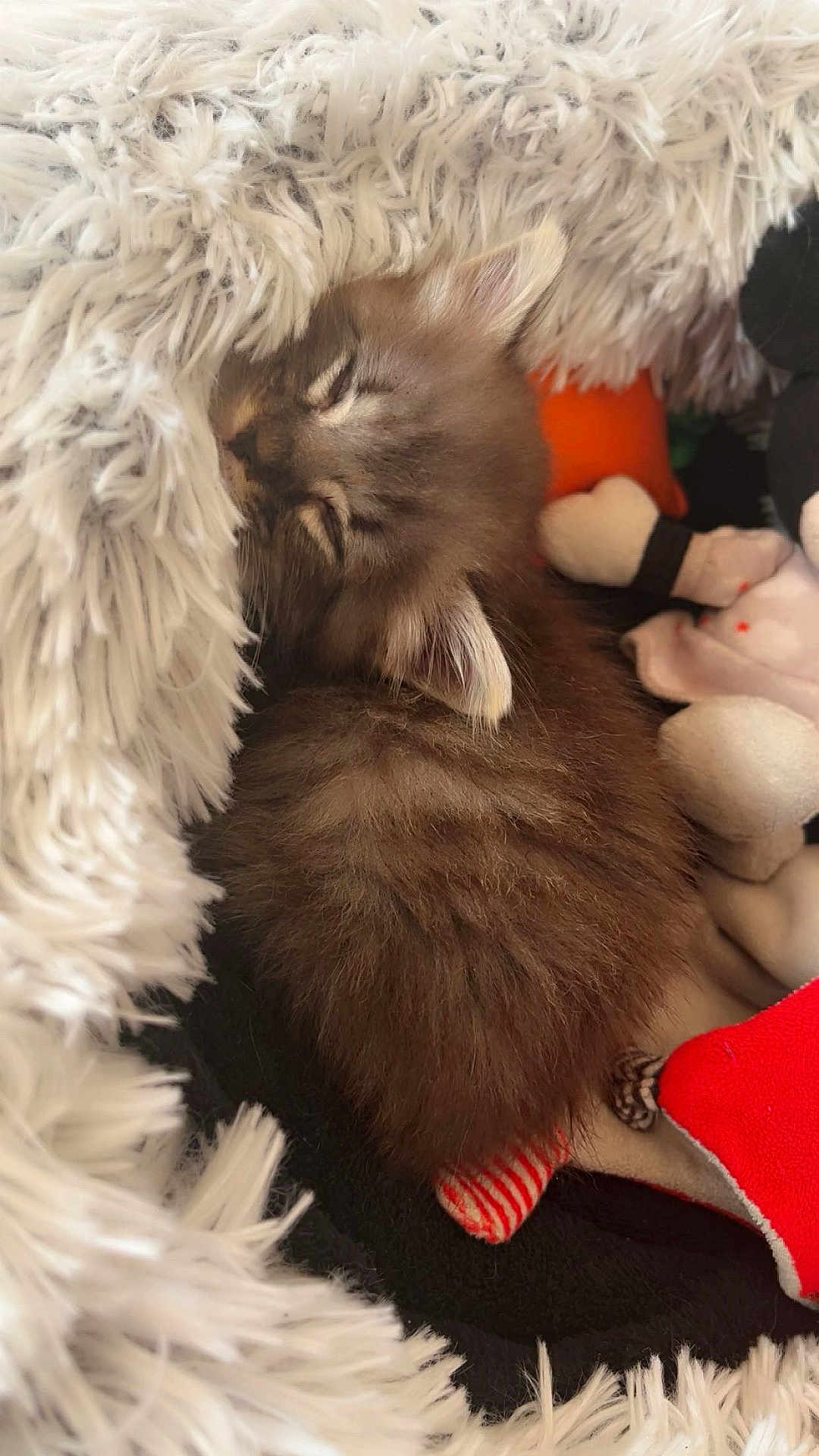 Figaro