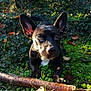 dog, black_dog, grass, stick, autumn_leaves, outdoor, nature, playful, pet, animal, ears, eyes, sunlight, greenery, cute, young_dog, canine, ground, fall, leaves