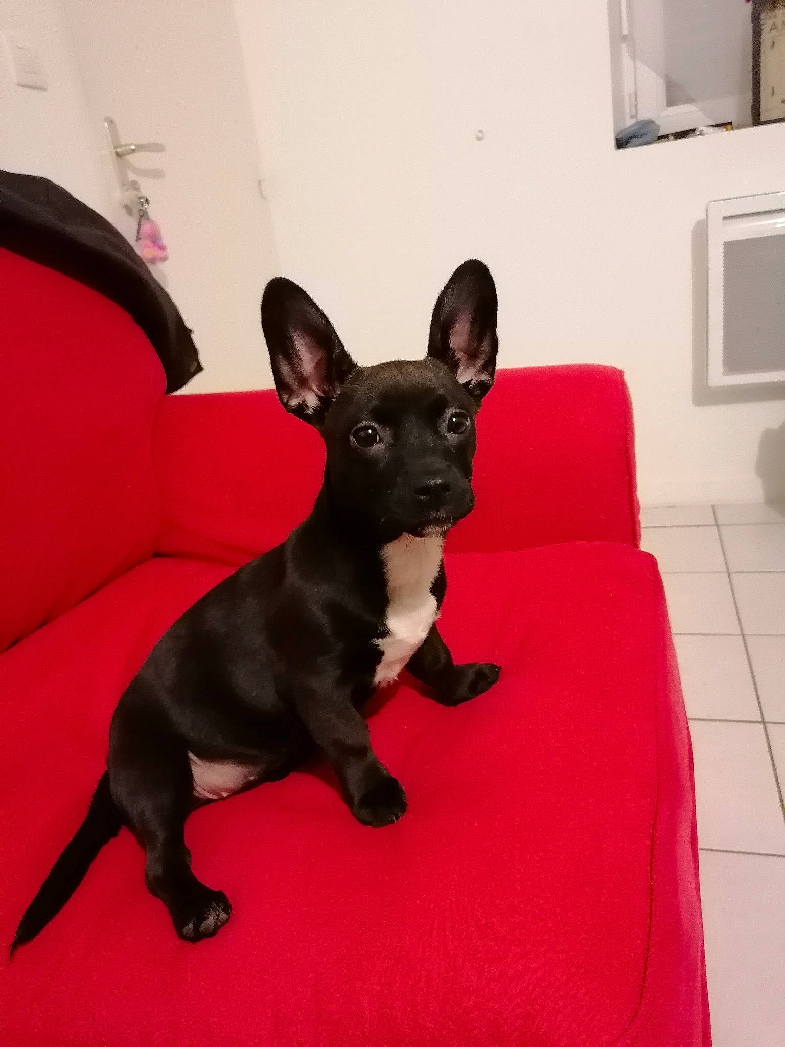 Ruby a rejoint le concours — aidez-le/la à gagner de superbes lots ! canidae, carnivore, chihuahua, companion_dog, dog, dog_breed, mammal, non_sporting_group, puppy, snout, vertebrate