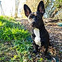 Ruby a rejoint le concours — aidez-le/la à gagner de superbes lots ! dog, black_dog, white_chest, outdoor, nature, grass, trees, sunlight, animal, pet, canine, alert, sitting, forest_floor, daylight, ears_up, curious, small_dog, adventure, leaves