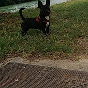 Ruby a rejoint le concours — aidez-le/la à gagner de superbes lots ! dog, black_dog, red_harness, grass, river, trees, overcast_sky, cloudy, nature, outdoor, canine, pet, animal, greenery, water, park, landscape, metal_grate, concrete, alert