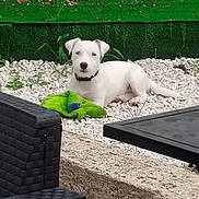 Aïka participe au concours pour gagner de l'argent avec cette photo : dog, white_dog, toy, green_toy, pebbles, outdoor, garden, grass, greenery, furniture, table, chair, pet, collar, relaxed, lying_down, small_dog, nature, calm, daylight