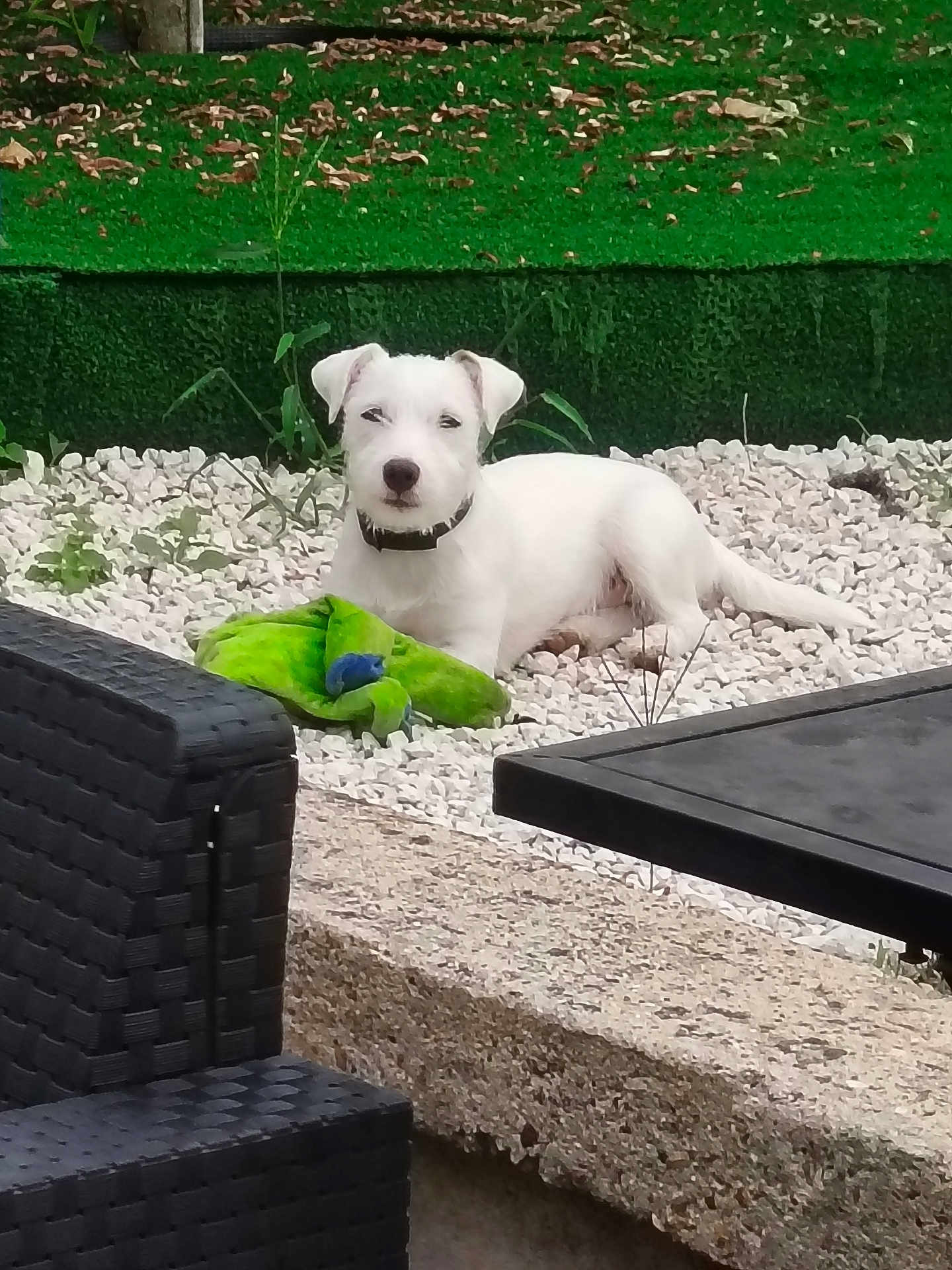 Aïka participe au concours pour gagner de l'argent avec cette photo : dog, white_dog, toy, green_toy, pebbles, outdoor, garden, grass, greenery, furniture, table, chair, pet, collar, relaxed, lying_down, small_dog, nature, calm, daylight