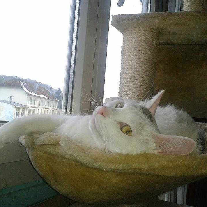 Frisette