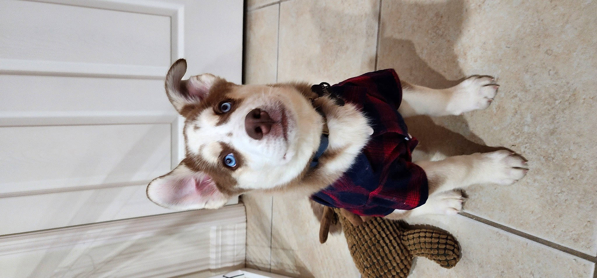 Atlas is registered to the contest to win money with this photo: canidae, canis, carnivore, collar, companion_dog, dog, dog_breed, dog_collar, dog_supply, fang, fawn, fur, pet_supply, snout, sporting_group, terrestrial_animal, whiskers, wood, working_animal, working_dog