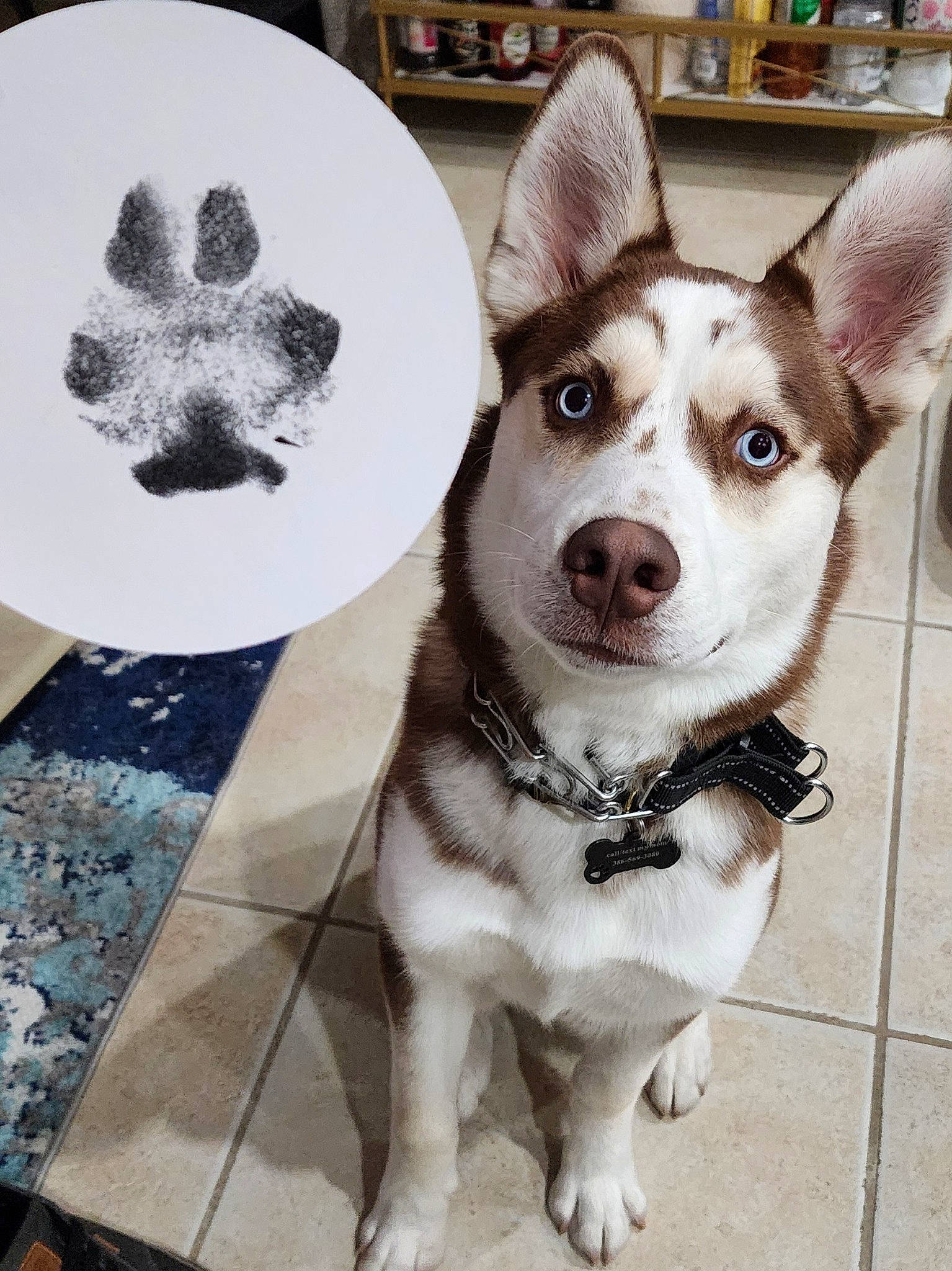 Atlas is registered to the contest to win money with this photo: ancient_dog_breeds, carnivore, collar, companion_dog, dog, dog_breed, dog_collar, dog_supply, door, fawn, font, fur, leash, pattern, paw, picture_frame, snout, square, whiskers, working_animal
