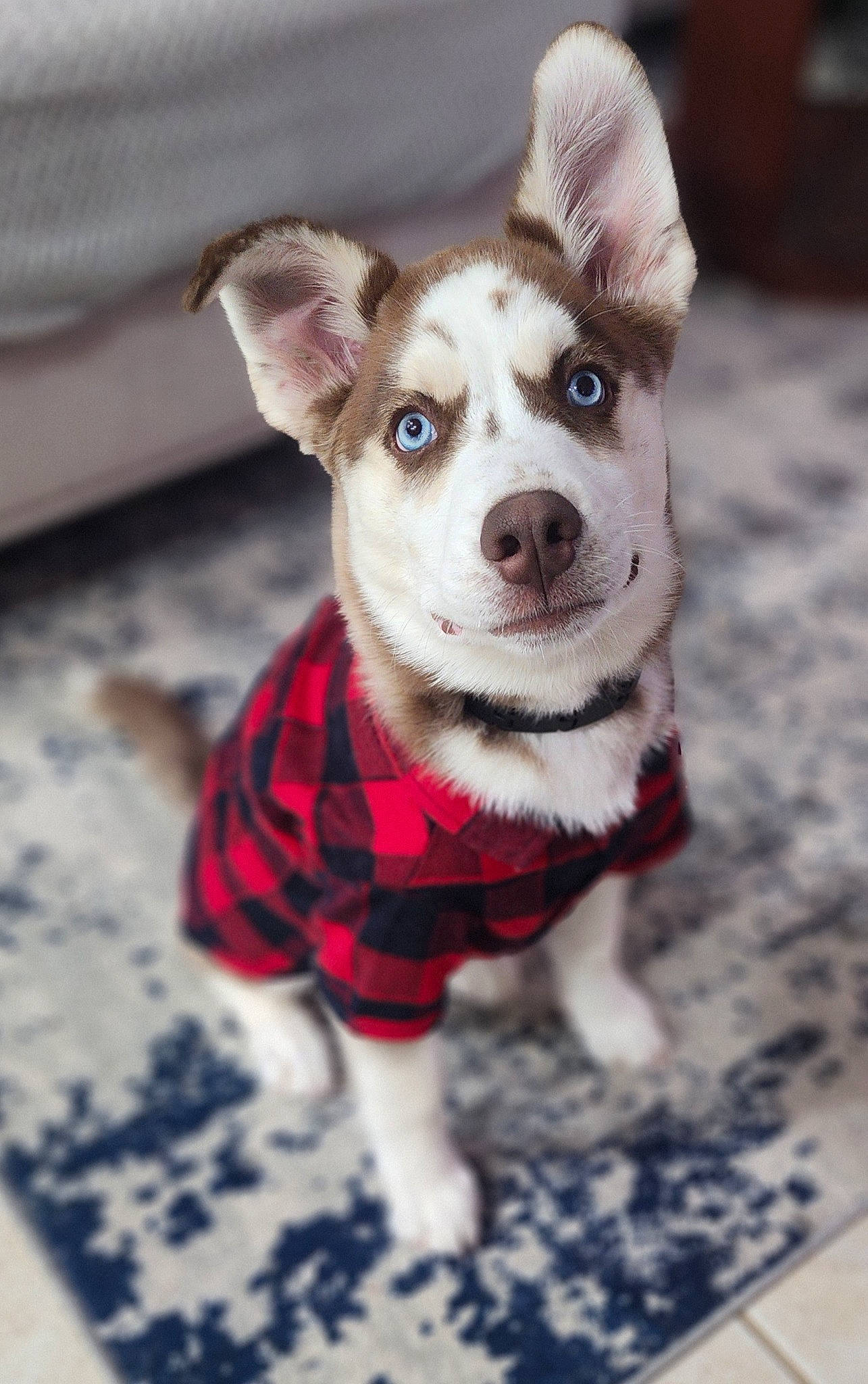 Atlas joined the competition — help win amazing prizes! canidae, carnivore, collar, companion_dog, dog, dog_breed, dog_clothes, dog_collar, dog_supply, fawn, fur, leash, pattern, pet_supply, plaid, snout, sporting_group, toy, whiskers, working_animal