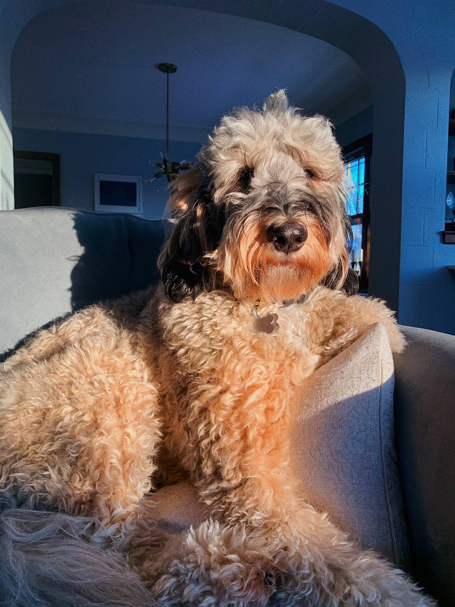 Sullivan is registered to the contest to win money with this photo: canidae, carnivore, cavapoo, cockapoo, companion_dog, dog, dog_breed, goldendoodle, irish_soft_coated_wheaten_terrier, labradoodle, mammal, poodle_crossbreed, rare_breed_dog, schnoodle, small_terrier, sporting_group, terrier, tibetan_terrier, toy_dog, vertebrate