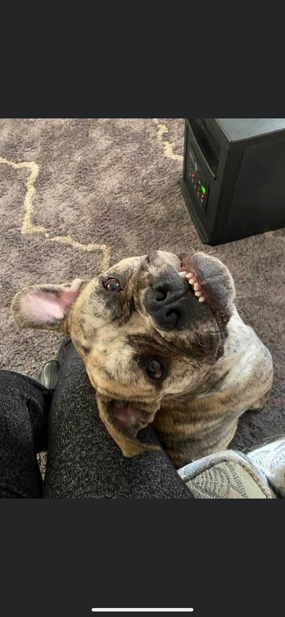 Drako is registered to the contest to win money with this photo: alaunt, american_bulldog, american_pit_bull_terrier, american_staffordshire_terrier, bandog, canidae, carnivore, companion_dog, dog, dog_breed, fawn, guard_dog, mammal, molosser, non_sporting_group, perro_de_presa_canario, pit_bull, snout, vertebrate