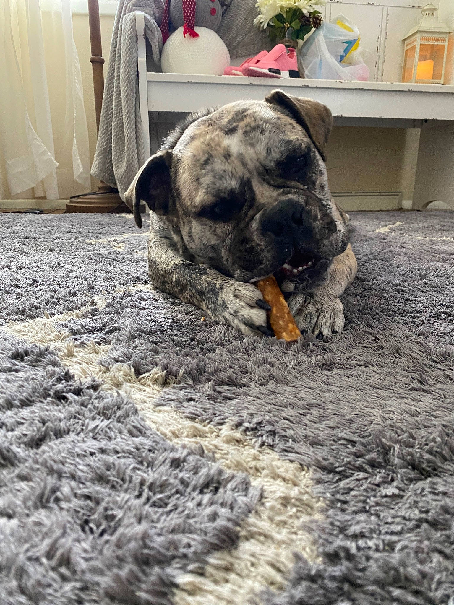 Drako is registered to the contest to win money with this photo: american_bulldog, bullmastiff, canidae, carnivore, companion_dog, dog, dog_breed, english_mastiff, fawn, floor, flooring, mammal, non_sporting_group, perro_de_presa_canario, puppy, snout