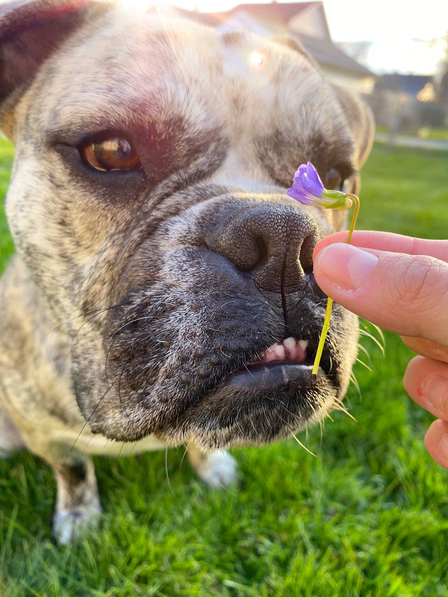 Drako is registered to the contest to win money with this photo: australian_bulldog, boxer, canidae, carnivore, dog, dog_breed, fawn, grass, mammal, molosser, non_sporting_group, nose, old_english_bulldog, olde_english_bulldogge, pit_bull, rare_breed_dog, renascence_bulldogge, snout, sporting_group, valley_bulldog