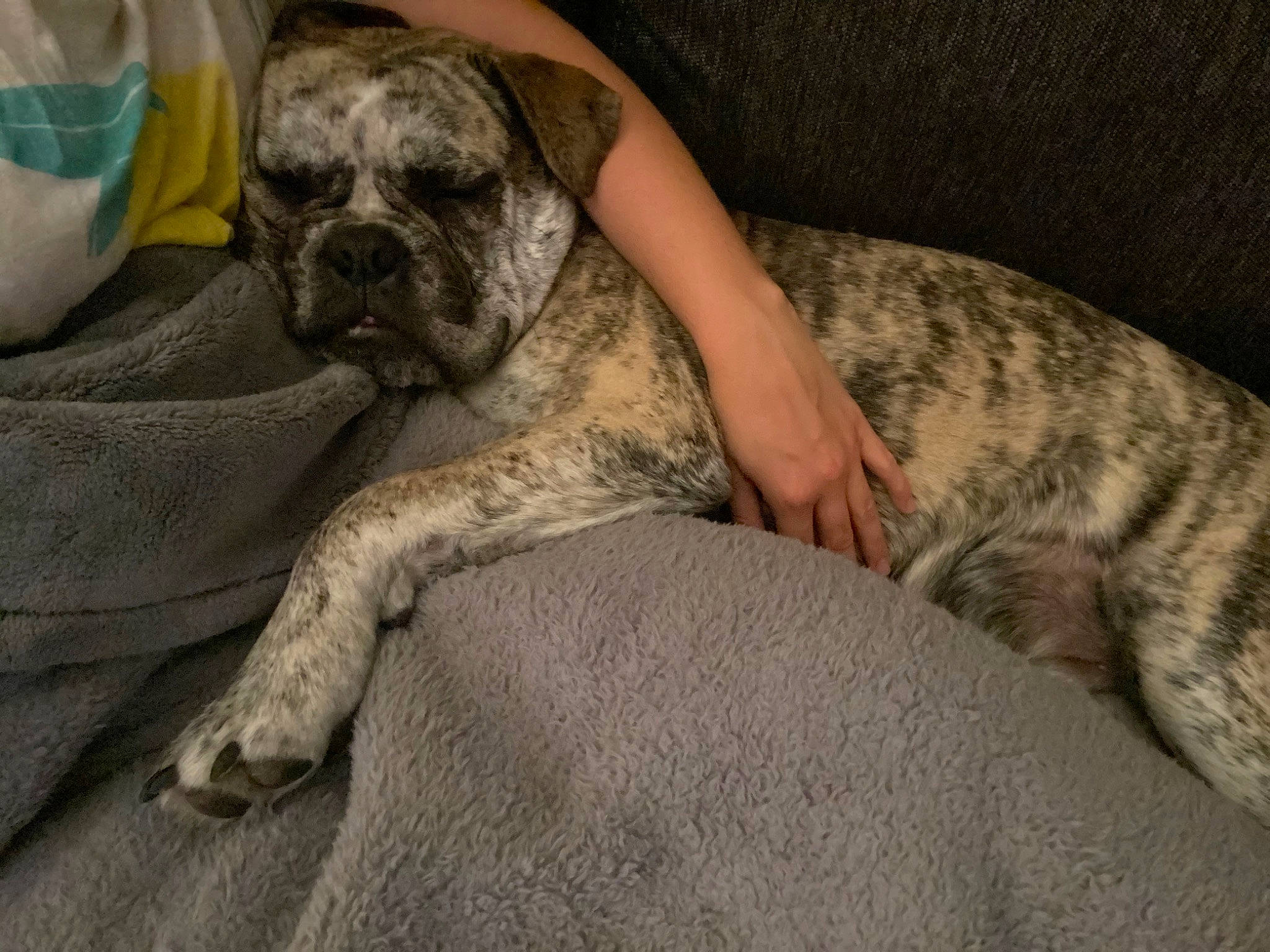 Drako joined the competition — help win amazing prizes! american_bulldog, american_mastiff, bullmastiff, canidae, carnivore, companion_dog, dog, dog_breed, english_mastiff, fawn, great_dane, mammal, non_sporting_group, perro_de_presa_canario, perro_de_presa_mallorquin, snout, valley_bulldog, vertebrate