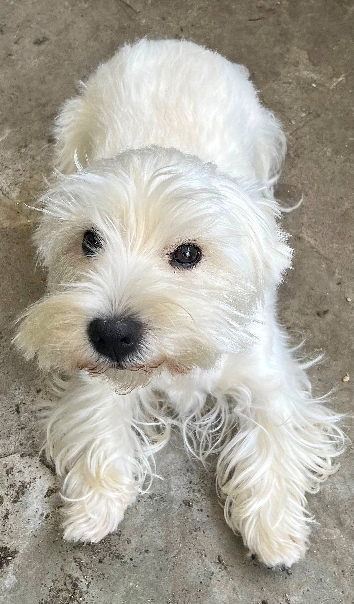 Ruby a rejoint le concours — aidez-le/la à gagner de superbes lots ! biewer_terrier, canidae, carnivore, companion_dog, dog, dog_breed, dog_supply, fur, maltepoo, non_sporting_group, puppy, small_terrier, snout, sporting_group, terrestrial_animal, terrier, toy_dog, water_dog, working_animal, yorkipoo