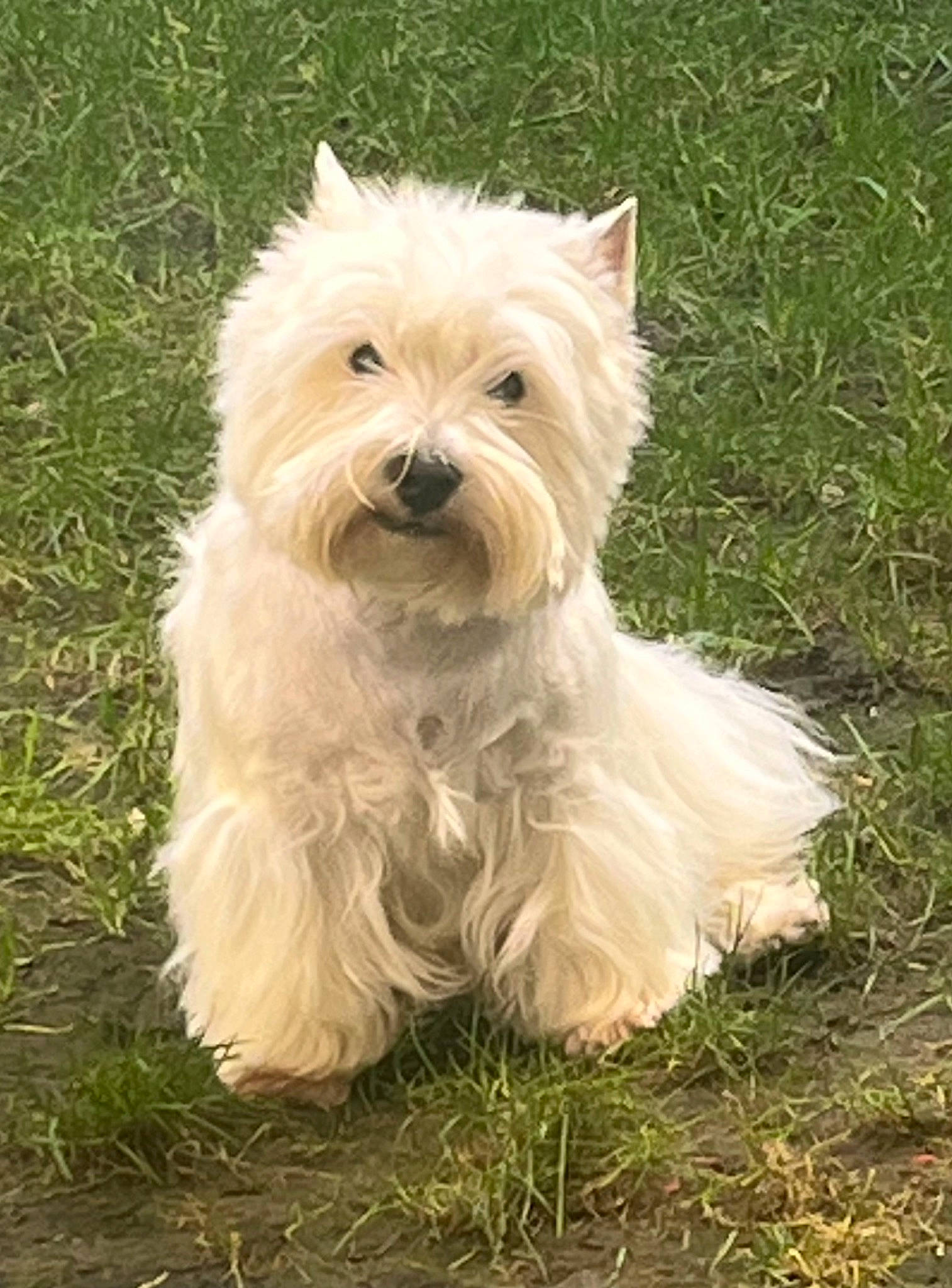 Rocky a rejoint le concours — aidez-le/la à gagner de superbes lots ! biewer_terrier, canidae, carnivore, companion_dog, dog, dog_breed, dog_supply, grass, maltepoo, non_sporting_group, plant, small_terrier, snout, sporting_group, terrestrial_animal, terrier, toy_dog