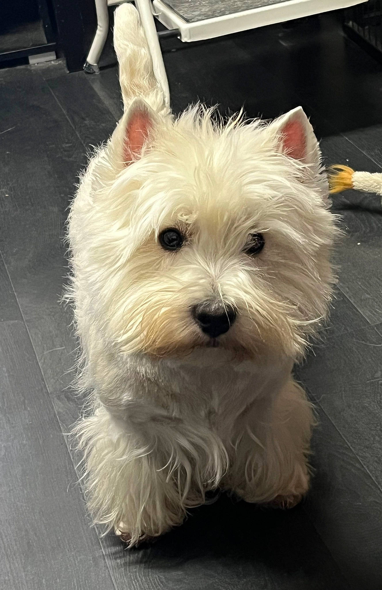 Rocky a rejoint le concours — aidez-le/la à gagner de superbes lots ! biewer_terrier, canidae, carnivore, companion_dog, dog, dog_breed, dog_supply, fur, maltepoo, non_sporting_group, scottish_terrier, small_terrier, snout, sporting_group, terrier, toy_dog