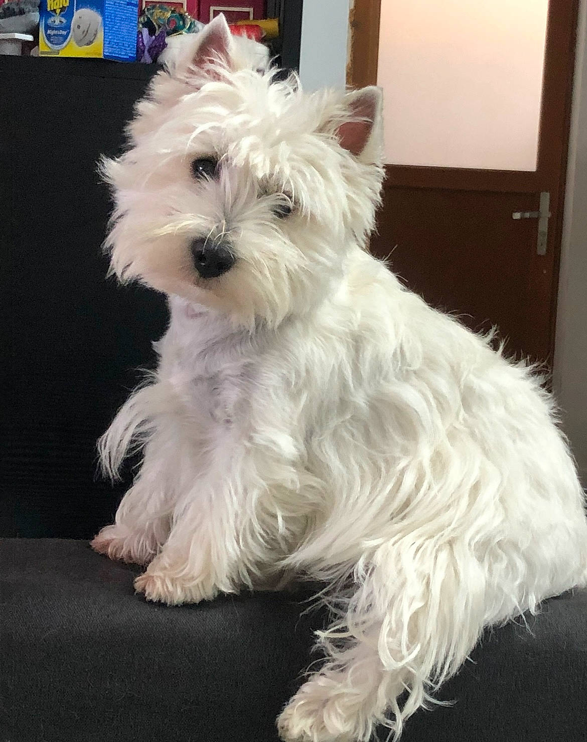 Rocky a rejoint le concours — aidez-le/la à gagner de superbes lots ! biewer_terrier, canidae, carnivore, collar, companion_dog, dog, dog_breed, dog_supply, fashion_accessory, fur, maltepoo, non_sporting_group, small_terrier, snout, terrier, toy_dog, working_animal