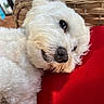 dog, white_fur, fluffy, pet, relaxing, cushion, red, wicker_chair, indoor, close_up, animal, cozy, fur, snout, nose, eye, resting, domestic_animal, companion, portrait