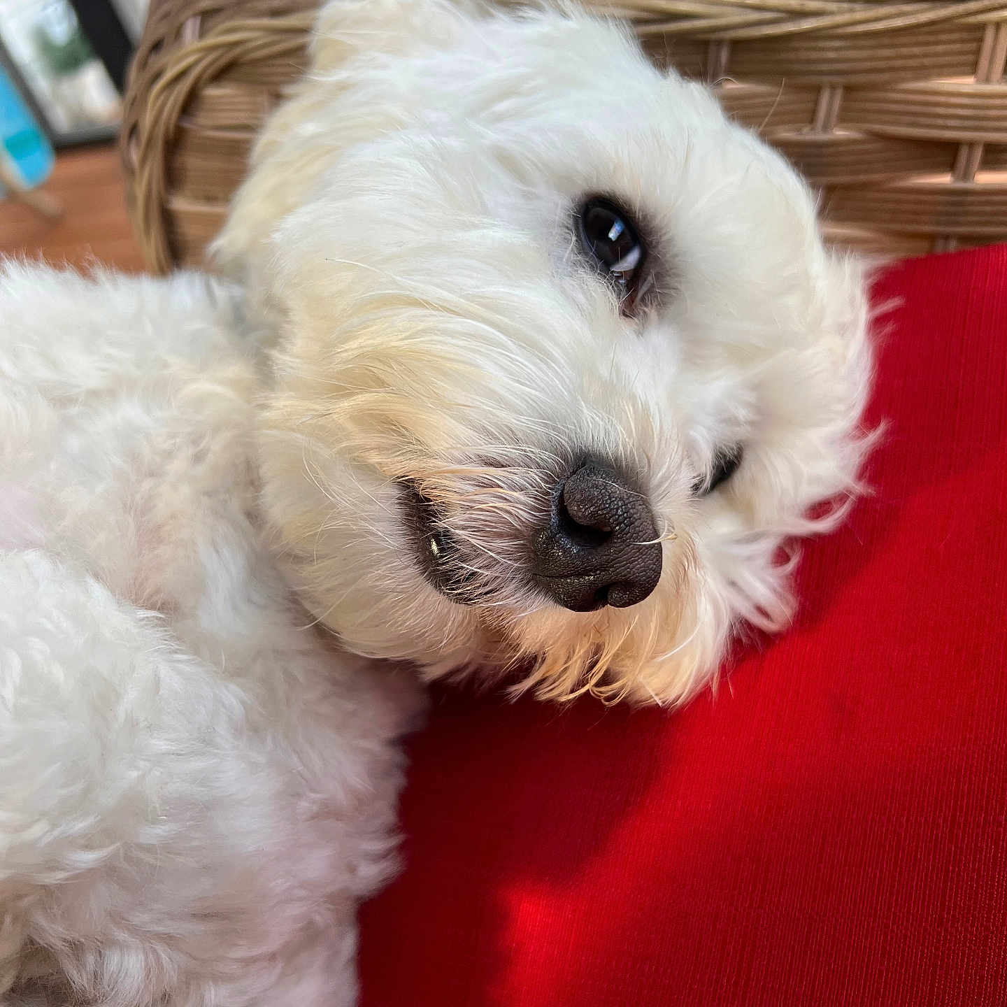 Ringo