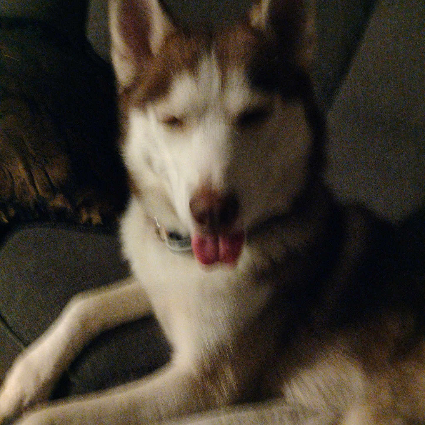 Kane Ribaudo joined the competition — help win amazing prizes! animal, blurred, canine, companion, couch, cozy, cute, dog, domestic_animal, fur, household, husky, indoor, laying, mammal, pet, pillow, relaxed, resting, tongue_out
