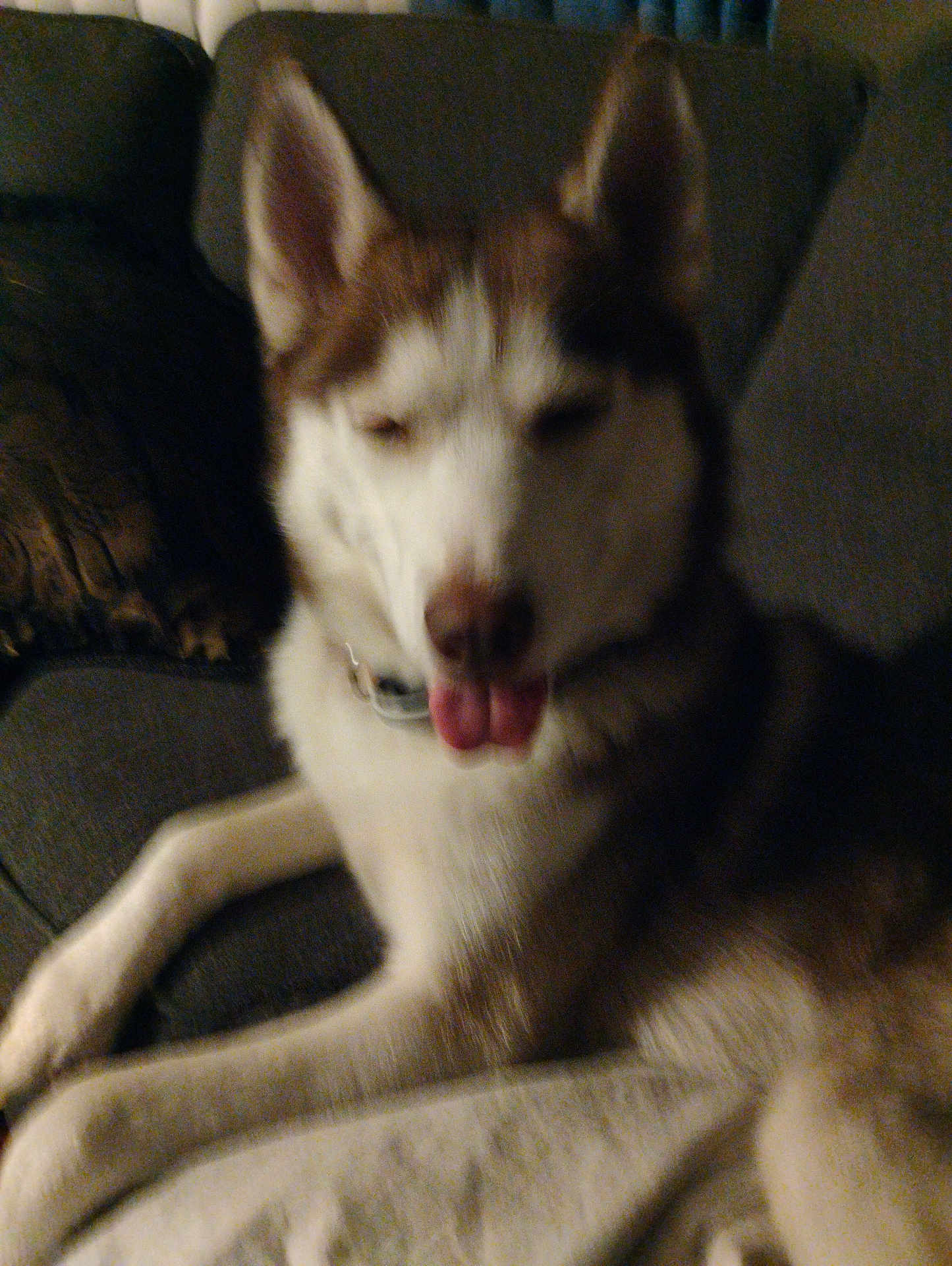 Kane Ribaudo joined the competition — help win amazing prizes! dog, husky, pet, indoor, couch, tongue_out, blurred, animal, fur, relaxed, laying, canine, domestic_animal, companion, cozy, pillow, resting, mammal, household, cute