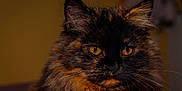 June participe au concours pour gagner de l'argent avec cette photo : animal, cat, close_up, closeup, cute, domestic_animal, eyes, face, feline, fluffy, focus, fur, indoor, mammal, orange, pet, portrait, tortoiseshell, whisker, whiskers