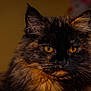 animal, cat, close_up, closeup, cute, domestic_animal, eyes, face, feline, fluffy, focus, fur, indoor, mammal, orange, pet, portrait, tortoiseshell, whisker, whiskers