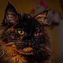 animal, animal_portrait, cat, close_up, cute, domestic_cat, ears, face, feline, fluffy_fur, fur_texture, indoor, looking_away, mammal, pet, portrait, soft_lighting, tortoiseshell, whiskers, yellow_eyes