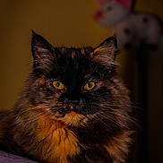 June participe au concours pour gagner de l'argent avec cette photo : animal, blurred_background, cat, closeup, cozy, cute, domestic_cat, face, feline, fluffy_fur, fur, indoor, looking_at_camera, pet, portrait, soft_lighting, stuffed_animal, tortoiseshell_cat, whiskers, yellow_eyes