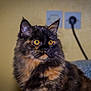 June participe au concours pour gagner de l'argent avec cette photo : animal, background, cat, close_up, curious, domestic_cat, ears, electrical_outlet, feline, fluffy, fur, indoor, looking, pet, plug, portrait, tortoiseshell, wall, whiskers, yellow_eyes