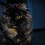 June participe au concours pour gagner de l'argent avec cette photo : animal, background_blur, cat, close_up, curious, cute, domestic, eyes, face, feline, focused, fur, furry, indoor, mammal, pet, portrait, soft_light, tortoiseshell, whiskers