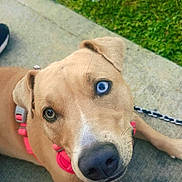 Remi is registered to the contest to win money with this photo: animal, blue_eye, brown_eye, canine, closeup, cute, dog, foot, grass, harness, heterochromia, human, leash, looking_up, outdoor, paw, person, pet, portrait, sidewalk