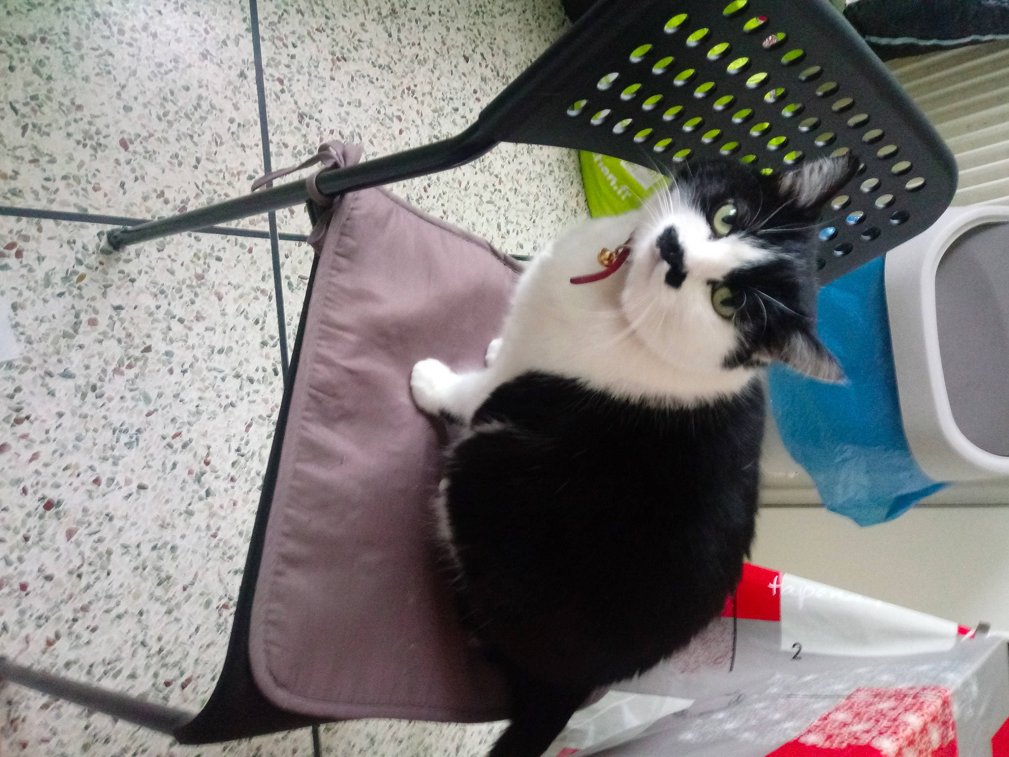 Minette participe au concours pour gagner de l'argent avec cette photo : carnivore, cat, felidae, kitten, small_to_medium_sized_cats, tail, whiskers