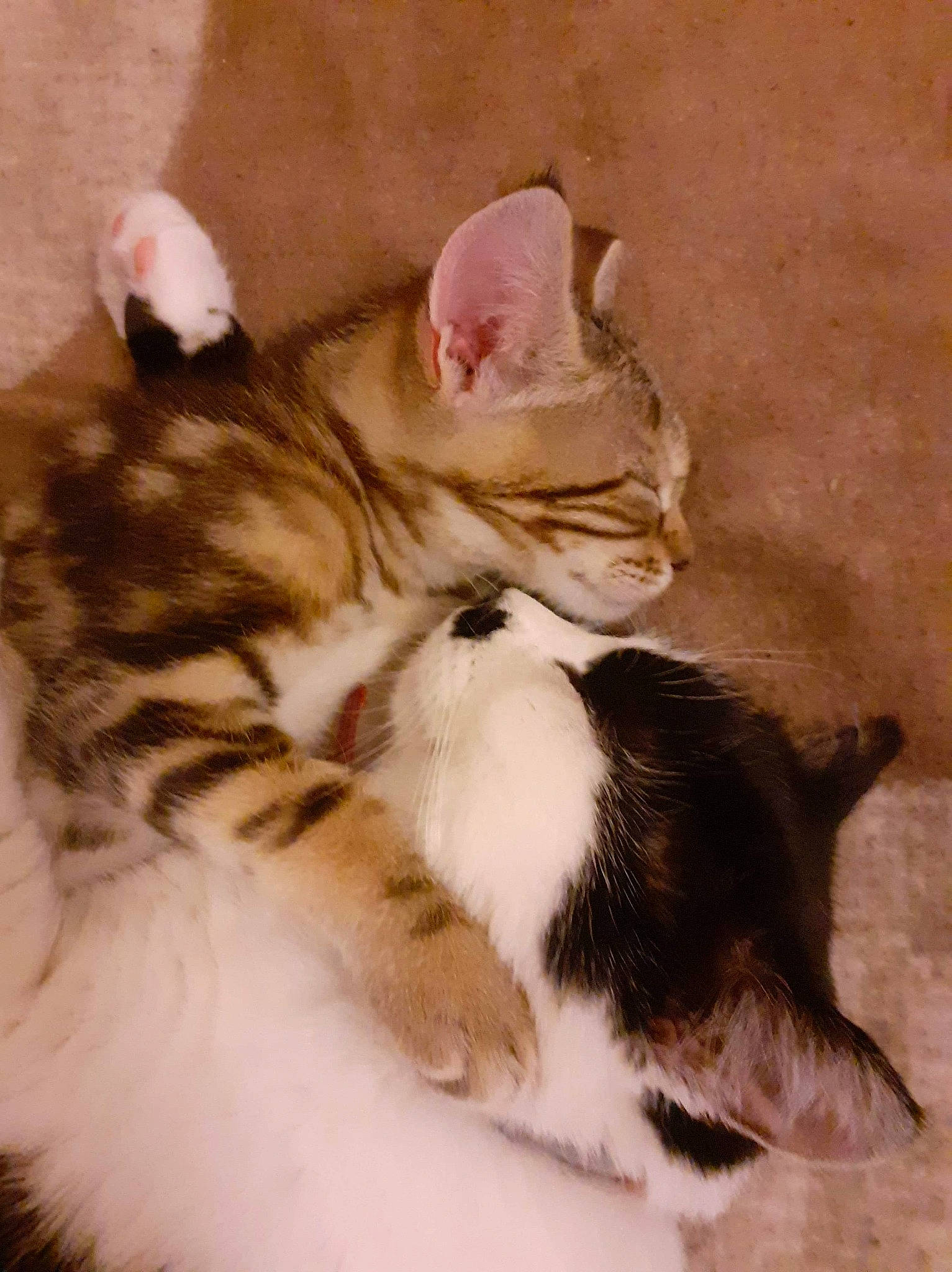 Minette a rejoint le concours — aidez-le/la à gagner de superbes lots ! aegean_cat, american_shorthair, american_wirehair, asian, carnivore, cat, domestic_short_haired_cat, european_shorthair, fawn, felidae, fur, kitten, mammal, norwegian_forest_cat, paw, polydactyl_cat, small_to_medium_sized_cats, tail, vertebrate, whiskers