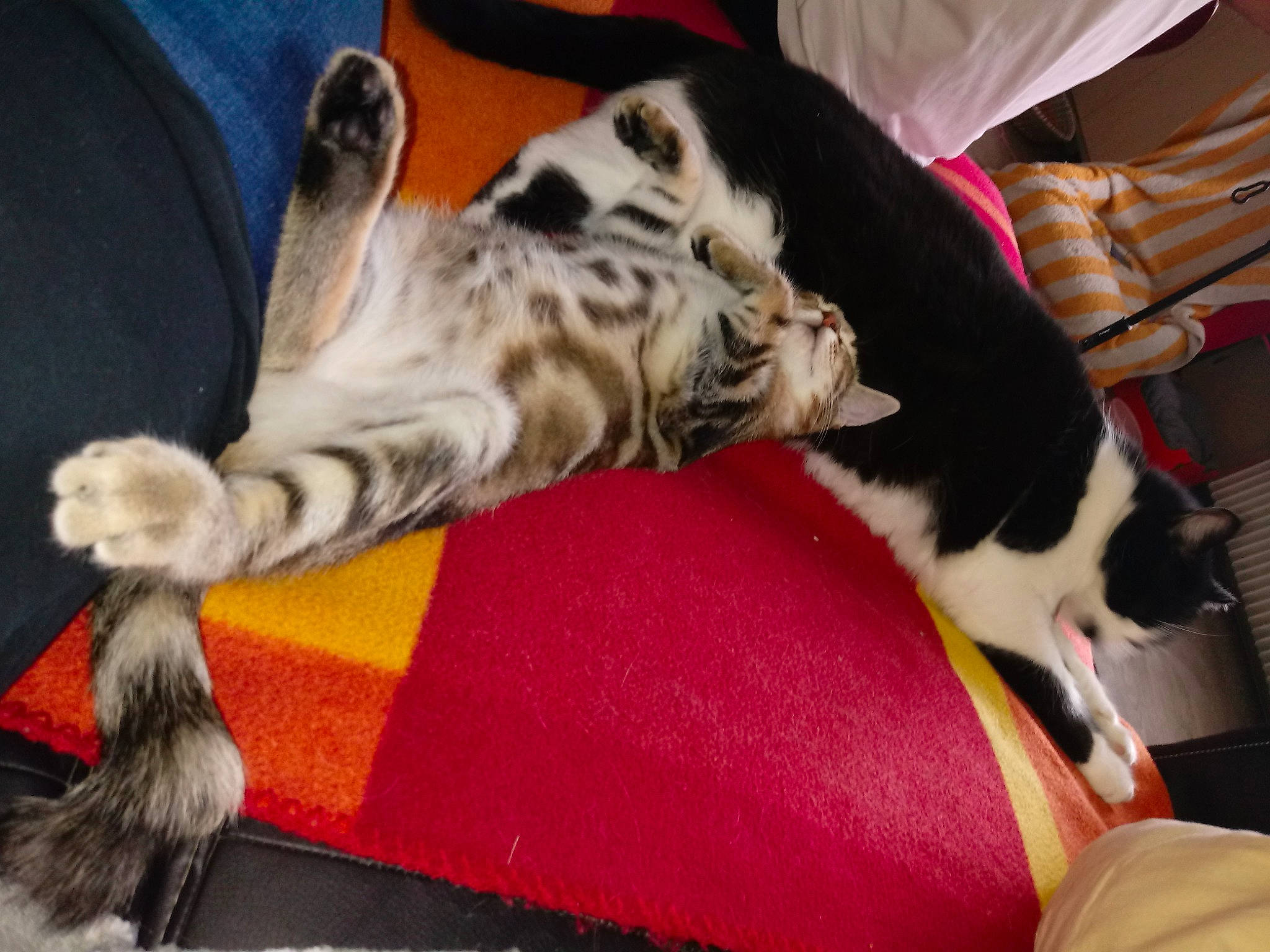 Ficelle a rejoint le concours — aidez-le/la à gagner de superbes lots ! canidae, carnivore, cat, companion_dog, dog, dog_breed, ear, fawn, felidae, fur, non_sporting_group, paw, snout, sporting_group, tail, whiskers