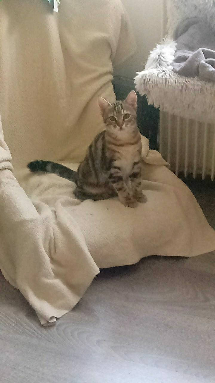 Ficelle participe au concours pour gagner de l'argent avec cette photo : american_curl, american_shorthair, asian, bed_sheet, carnivore, cat, comfort, couch, fawn, felidae, fur, furniture, kitten, linens, small_to_medium_sized_cats, whiskers