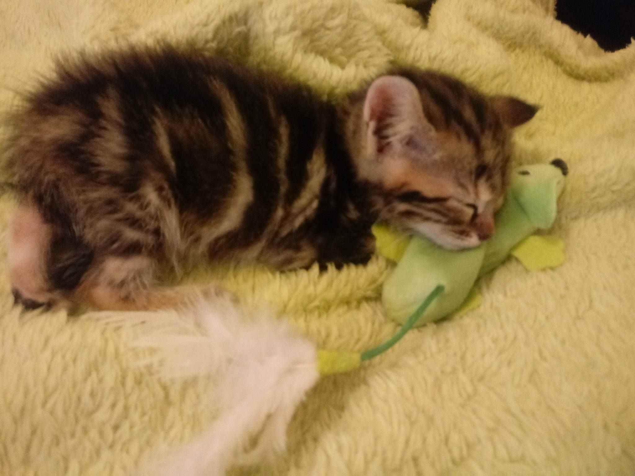 Ficelle a rejoint le concours — aidez-le/la à gagner de superbes lots ! american_curl, american_shorthair, asian, australian_mist, bengal, carnivore, cat, domestic_short_haired_cat, dragon_li, european_shorthair, felidae, fur, kitten, mammal, nap, pixie_bob, small_to_medium_sized_cats, tabby_cat, vertebrate, whiskers