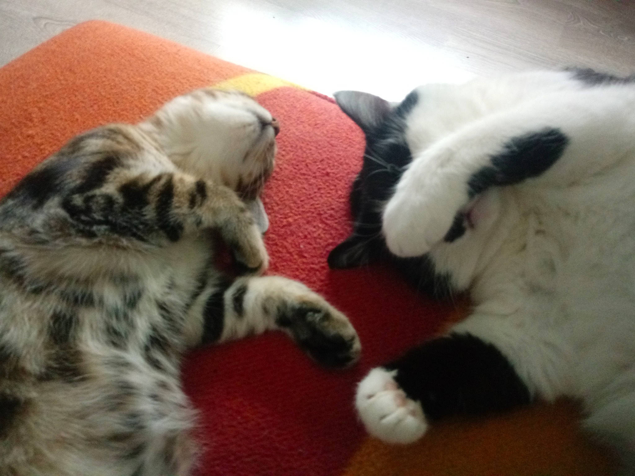 Ficelle participe au concours pour gagner de l'argent avec cette photo : australian_shepherd, canidae, carnivore, cat, claw, european_shorthair, felidae, fur, kitten, mammal, paw, small_to_medium_sized_cats, sporting_group, vertebrate, whiskers