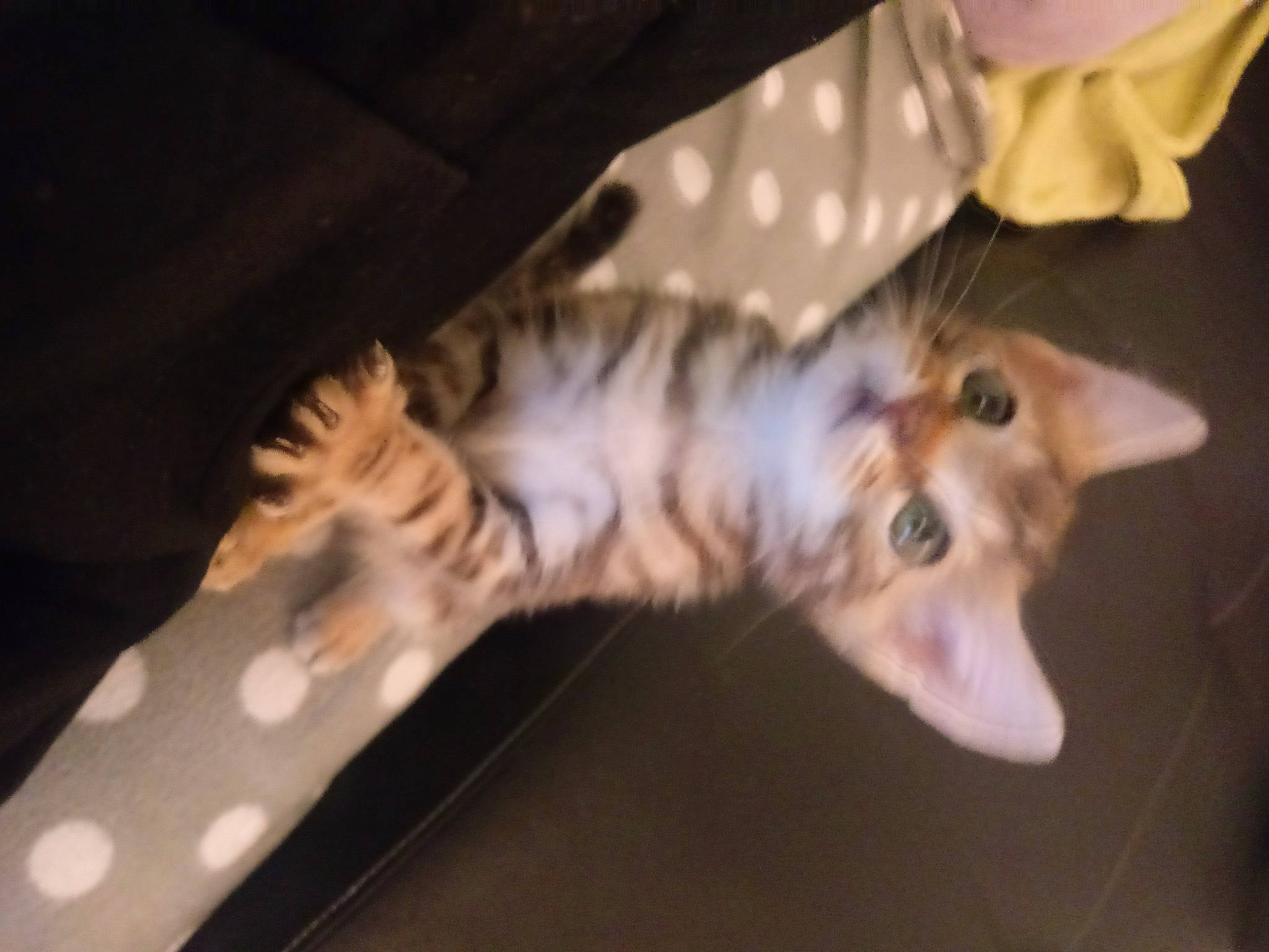 Ficelle a rejoint le concours — aidez-le/la à gagner de superbes lots ! american_shorthair, bengal, carnivore, cat, ear, egyptian_mau, european_shorthair, felidae, fur, kitten, ocicat, small_to_medium_sized_cats, tabby_cat, tail, whiskers