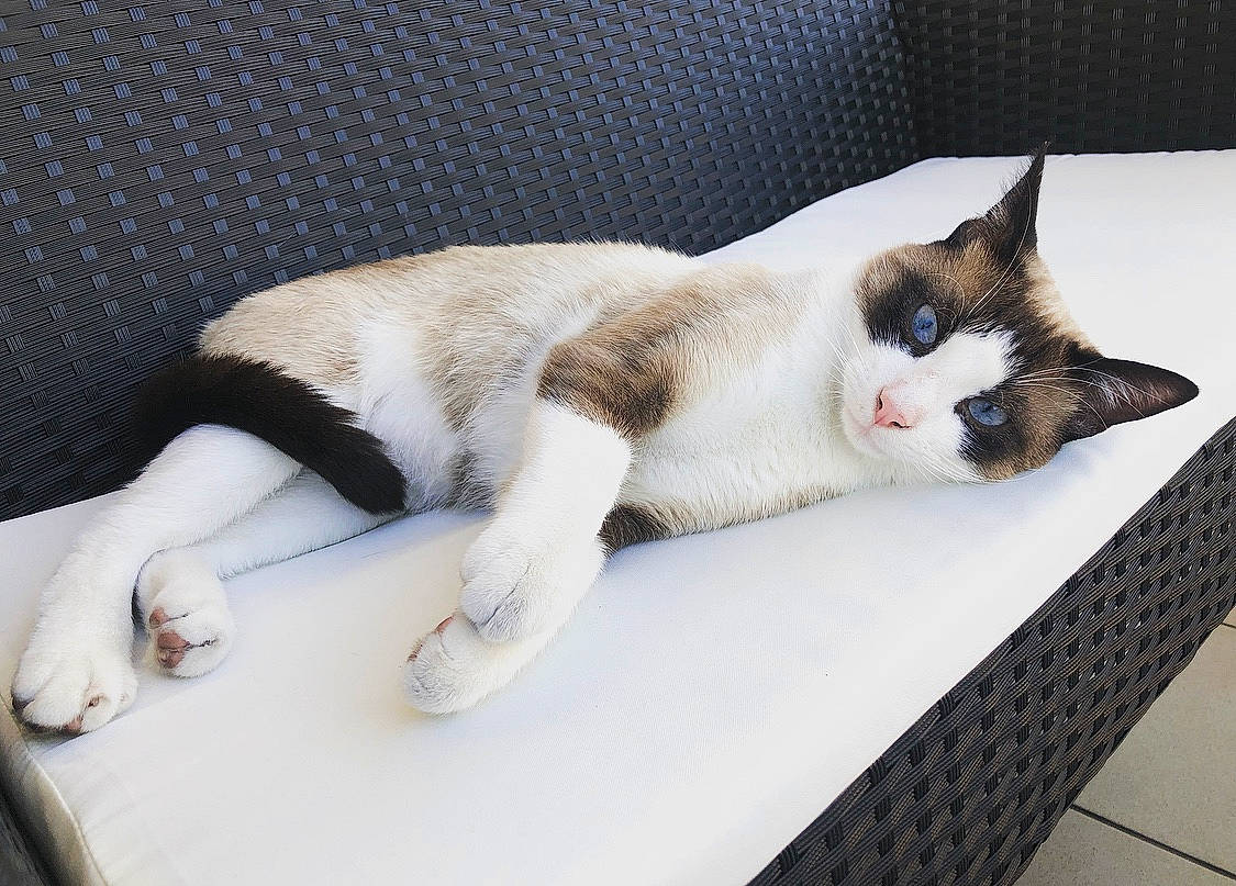 Bounty participe au concours pour gagner de l'argent avec cette photo : aegean_cat, carnivore, cat, comfort, domestic_short_haired_cat, ear, eye, felidae, furniture, kitten, leg, nap, paw, polydactyl_cat, skin, sleep, small_to_medium_sized_cats, snowshoe, tail, whiskers