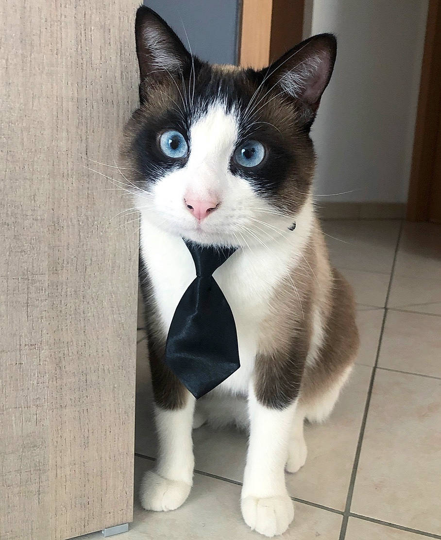 Bounty a rejoint le concours — aidez-le/la à gagner de superbes lots ! aegean_cat, american_wirehair, black_and_white, carnivore, cat, domestic_short_haired_cat, european_shorthair, felidae, fur, japanese_bobtail, kitten, mammal, ojos_azules, polydactyl_cat, small_to_medium_sized_cats, snout, snowshoe, tail, vertebrate, whiskers