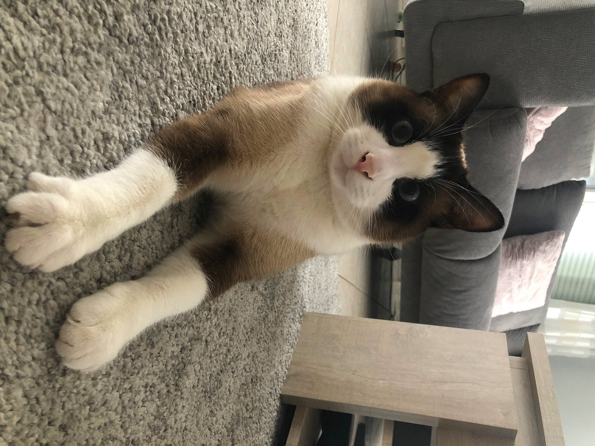 Bounty a rejoint le concours — aidez-le/la à gagner de superbes lots ! aegean_cat, asian, carnivore, cat, domestic_short_haired_cat, fawn, felidae, fur, leg, paw, polydactyl_cat, small_to_medium_sized_cats, snowshoe, tail, whiskers