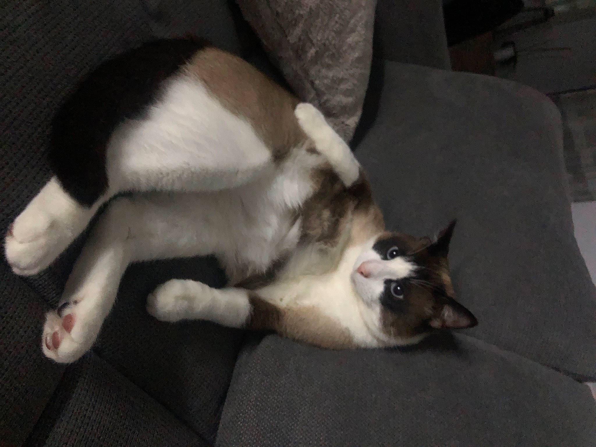 Bounty a rejoint le concours — aidez-le/la à gagner de superbes lots ! canidae, carnivore, cat, dog_breed, ear, fawn, felidae, mammal, nap, paw, small_to_medium_sized_cats, snowshoe, sporting_group, tail, vertebrate, whiskers