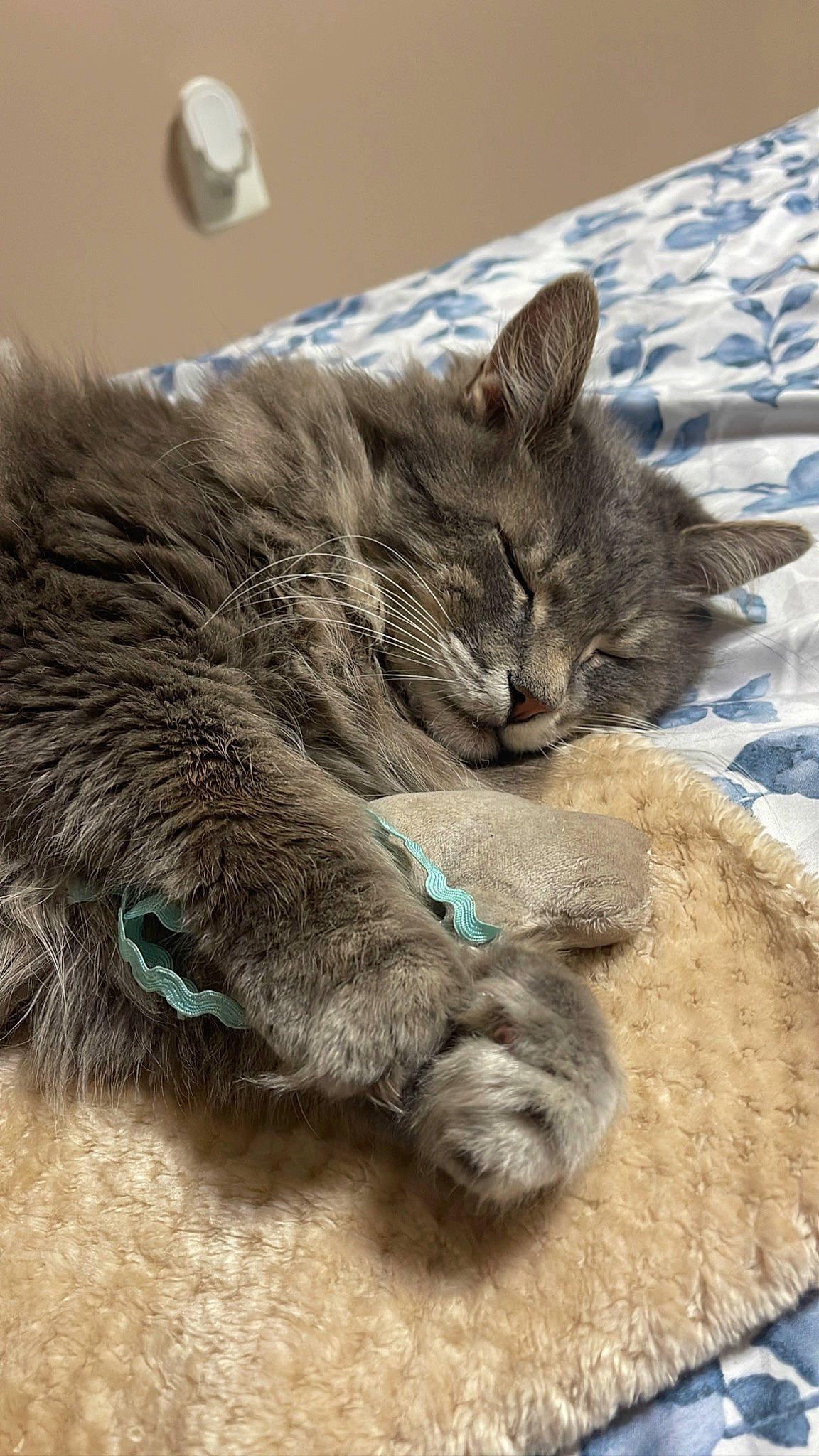Fatty joined the competition — help win amazing prizes! british_longhair, carnivore, cat, chartreux, claw, comfort, domestic_short_haired_cat, fawn, felidae, fur, grey, nap, paw, sleep, small_to_medium_sized_cats, snout, tail, terrestrial_animal, whiskers