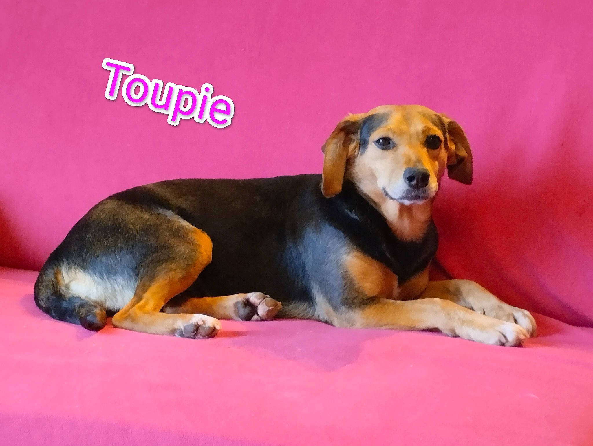Toupie a rejoint le concours — aidez-le/la à gagner de superbes lots ! beagle, canidae, carnivore, comfort, companion_dog, dog, dog_breed, dog_supply, fur, hound, paw, pet_supply, scent_hound, snout, sporting_group, tail, terrestrial_animal, toy, working_animal, working_dog