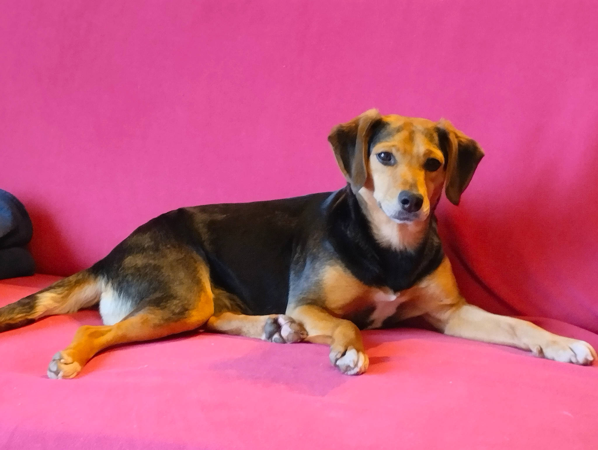 Toupie participe au concours pour gagner de l'argent avec cette photo : ancient_dog_breeds, beaglier, bored, canidae, carnivore, companion_dog, dog, dog_breed, dog_supply, hunting_dog, paw, pet_supply, sporting_group, tail, terrestrial_animal, working_animal, working_dog