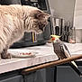 Vanilla Bean is registered to the contest to win money with this photo: cat, cockatiel, bird, kitchen, countertop, coffee_machine, plate, food, pet, curious, fluffy, domestic_animal, indoor, white_countertop, appliance, cabinet, interaction, animal_face, perch, household
