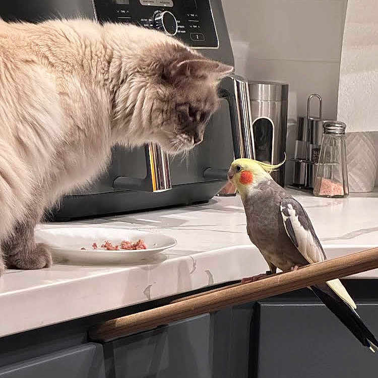 Vanilla Bean is registered to the contest to win money with this photo: animal_face, appliance, bird, cabinet, cat, cockatiel, coffee_machine, countertop, curious, domestic_animal, fluffy, food, household, indoor, interaction, kitchen, perch, pet, plate, white_countertop