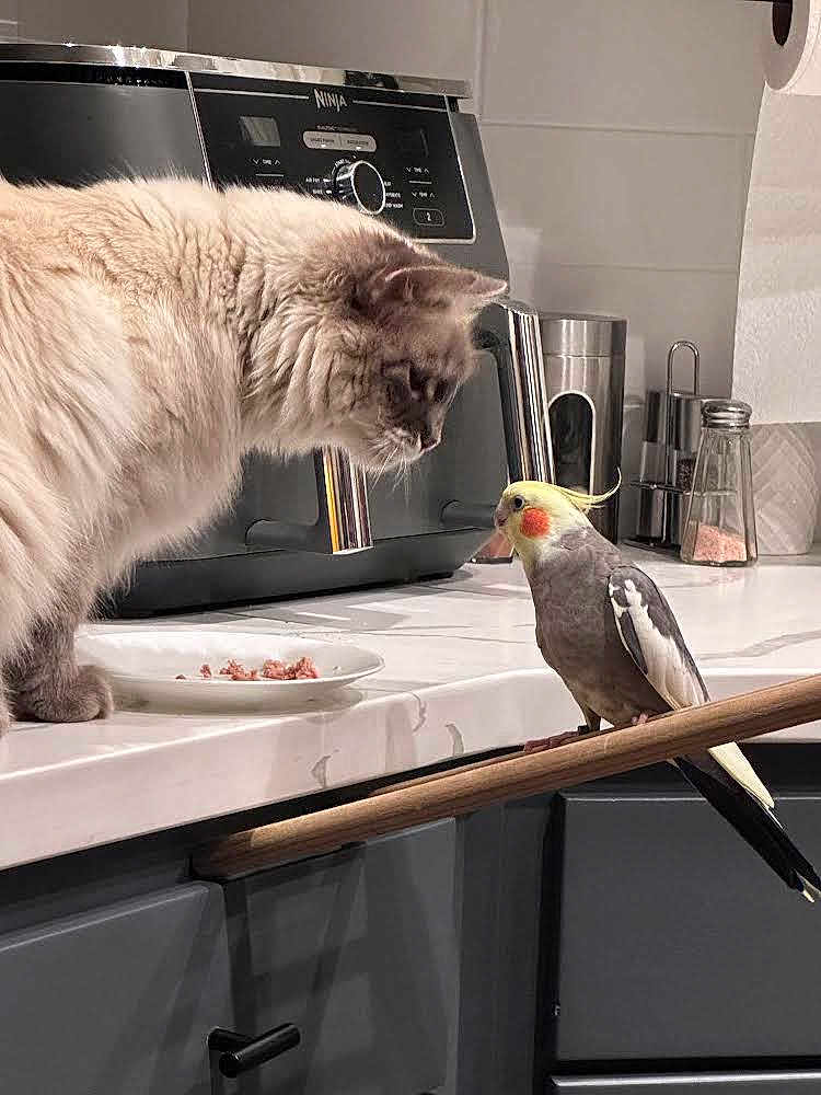 Vanilla Bean is registered to the contest to win money with this photo: cat, cockatiel, bird, kitchen, countertop, coffee_machine, plate, food, pet, curious, fluffy, domestic_animal, indoor, white_countertop, appliance, cabinet, interaction, animal_face, perch, household