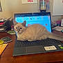kitten, cat, laptop, keyboard, desk, workspace, calculator, papers, candle, computer, technology, pet, indoor, curious, fluffy, cream_color, tab, screen, mouse, office