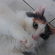 Pistache a rejoint le concours — aidez-le/la à gagner de superbes lots ! animal, cat, close_up, curious, cute, domestic, fluffy, fur, green_eyes, indoor, laying, mammal, paw, pet, playful, portrait, relaxed, tile_floor, whiskers, white